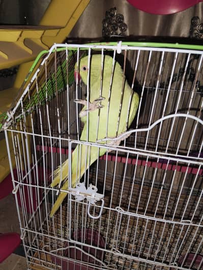 green parrot