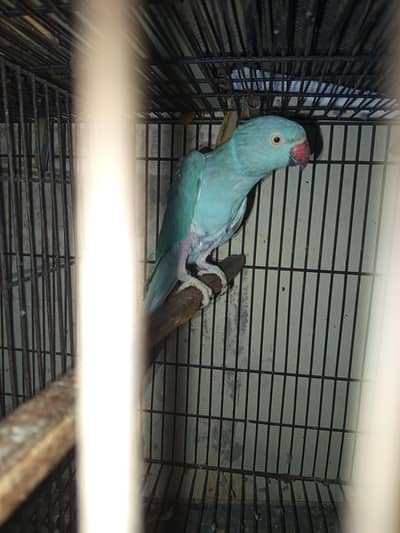 parrot
