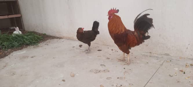 Aseel-Misri Hens Roster & Chicks