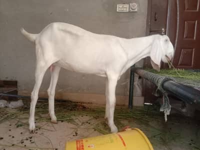 Rajanpuri pregnant Goat