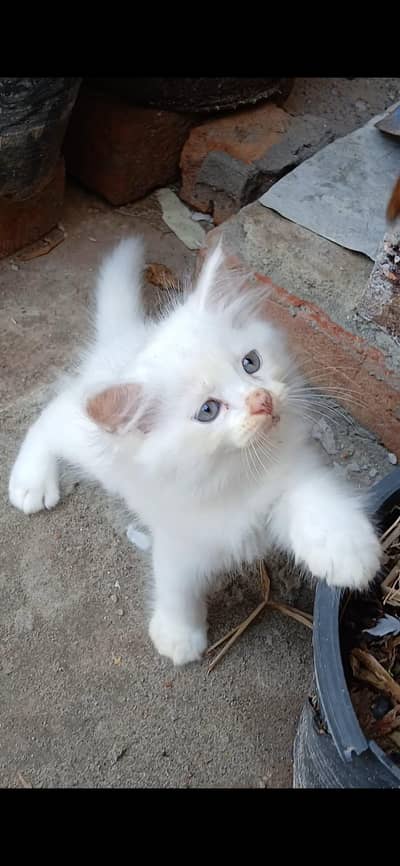 Persian cat