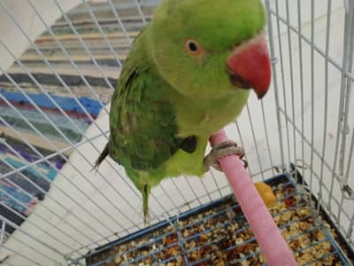 Aslamu Alikum green parrot h talking be krta h depend on mood 0 bite