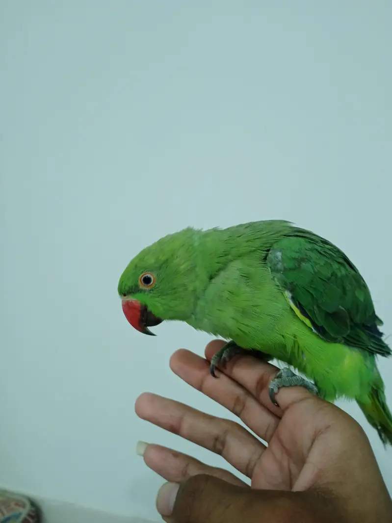 Aslamu Alikum green parrot h talking be krta h depend on mood 0 bite — photo 2