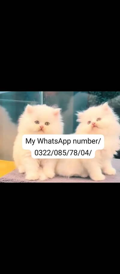 Persian baby cat 2 month age for sale