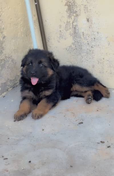 Pink pedigree female German shepherd