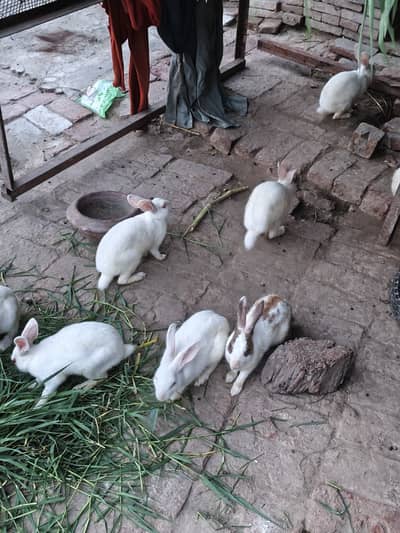 Pure White red eyes Rabbits