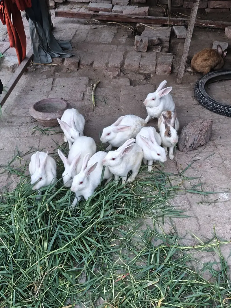 Pure White red eyes 8  Rabbits — photo 2