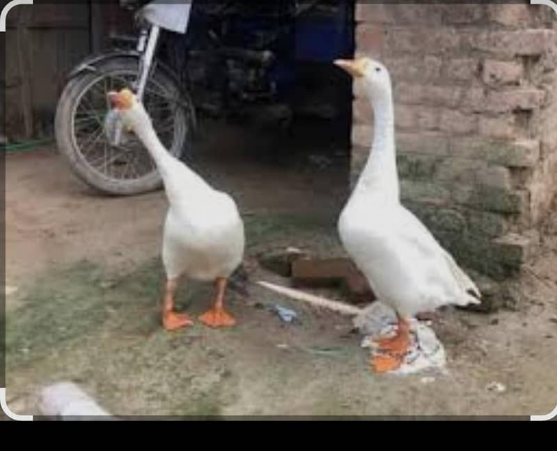 duck pair 0