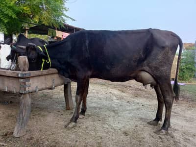 tazi sowi howi cow Sath wachai