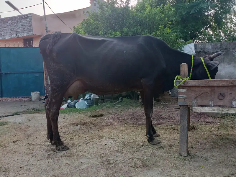 tazi sowi howi cow Sath wachai — photo 2
