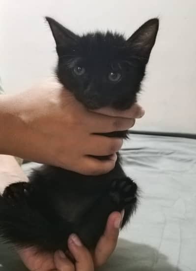 Playful black female kitten available for adoption