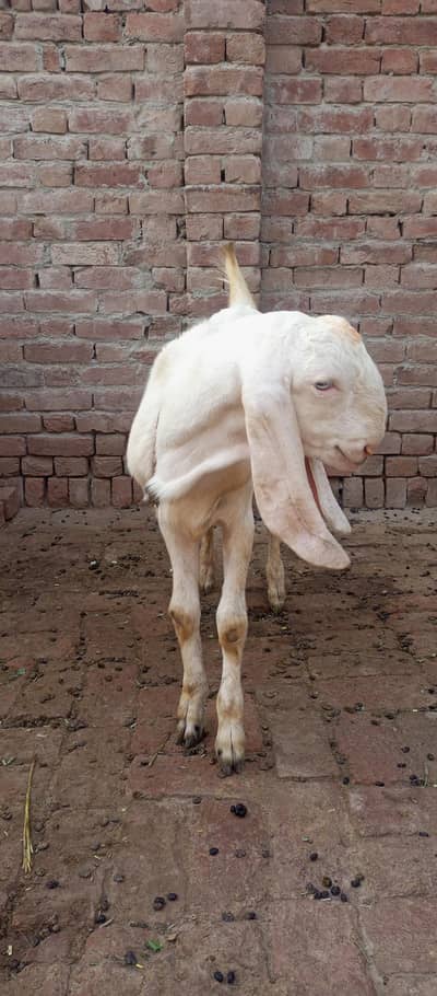 Rajin pure Bakra