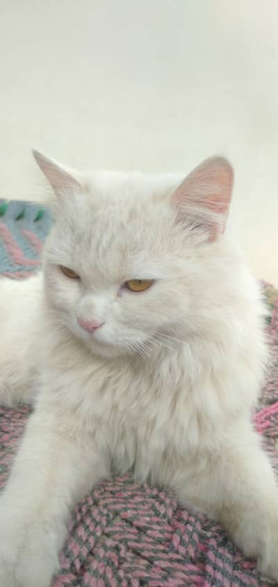 Persian cat with golden eyes