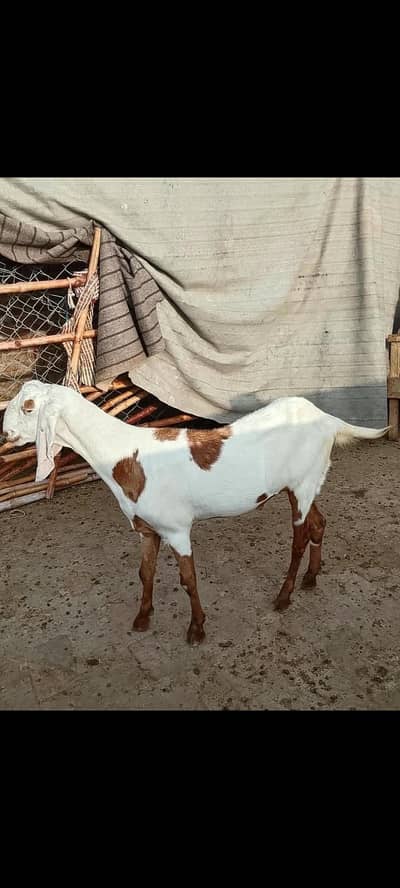 Rajanpuri barkra
