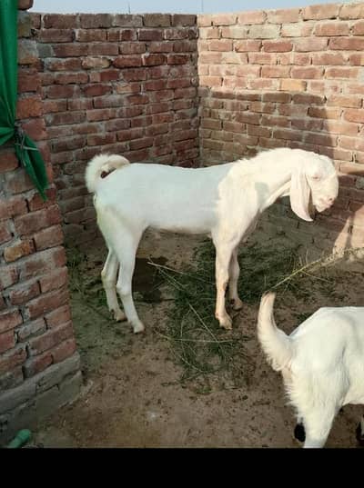 Rajanpuri barkra pair