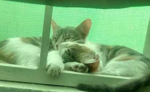 kittens for sale