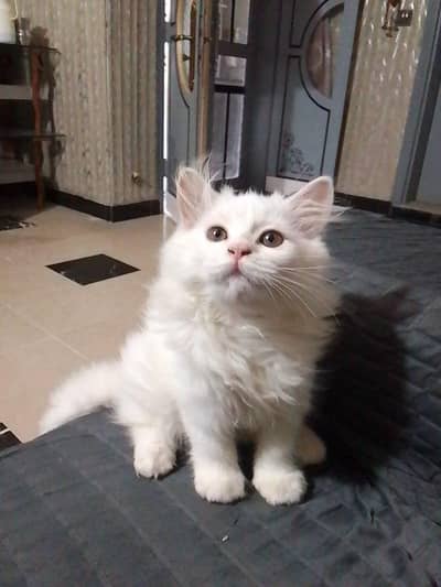long coat Persian kitten