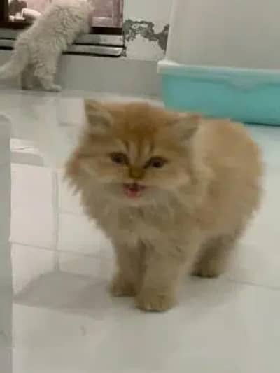 light Brown kitten