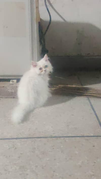 Female persian cats