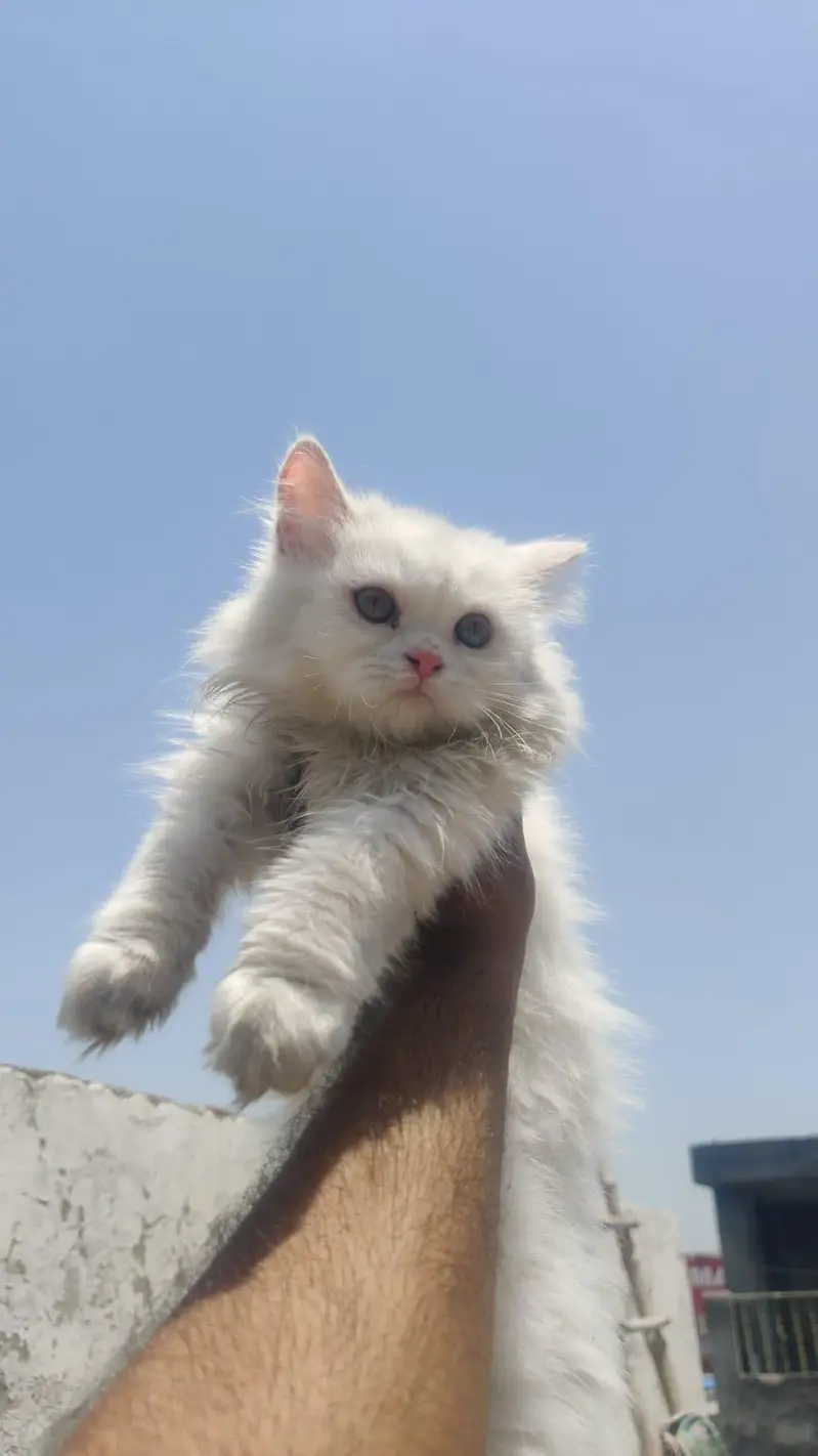 Female persian cats — photo 2