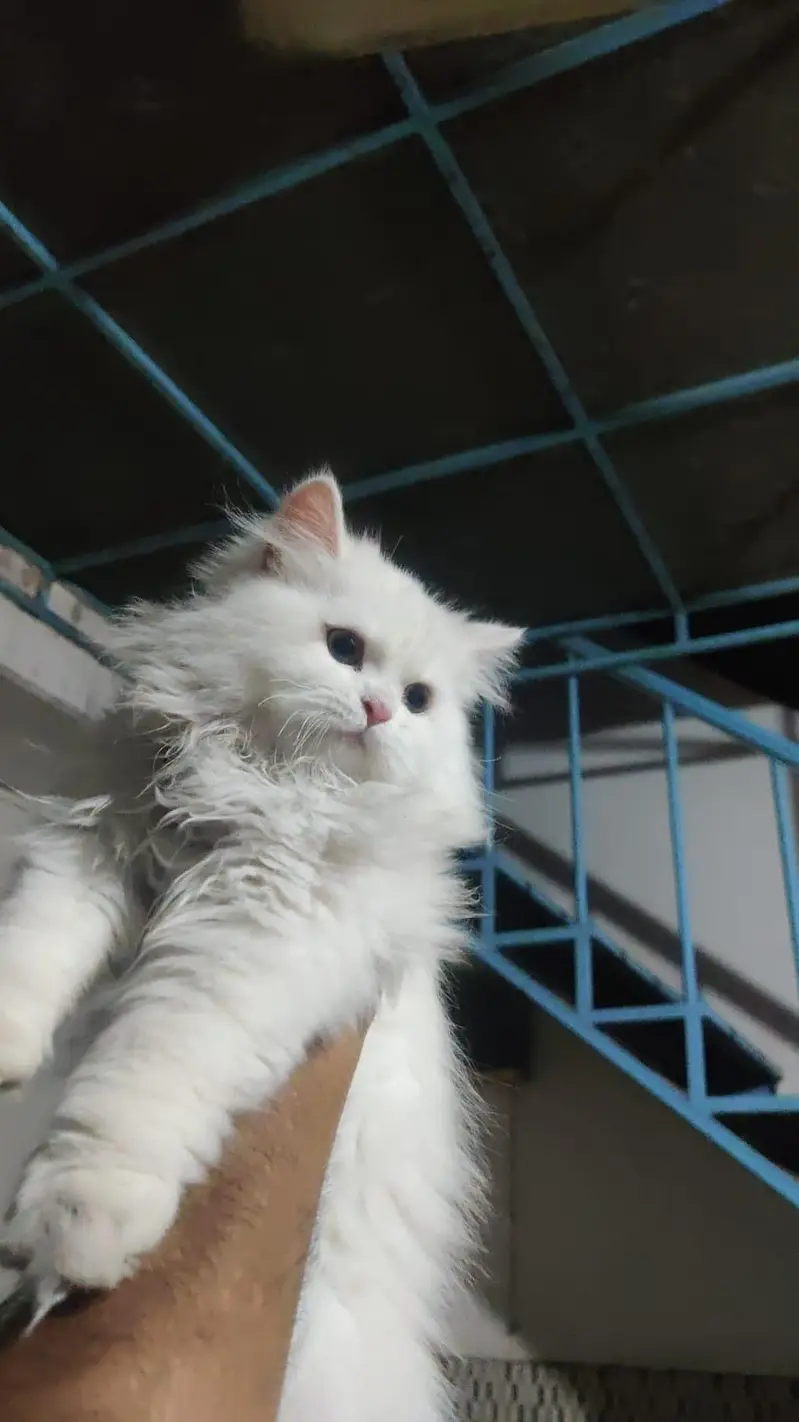 Female persian cats — photo 3