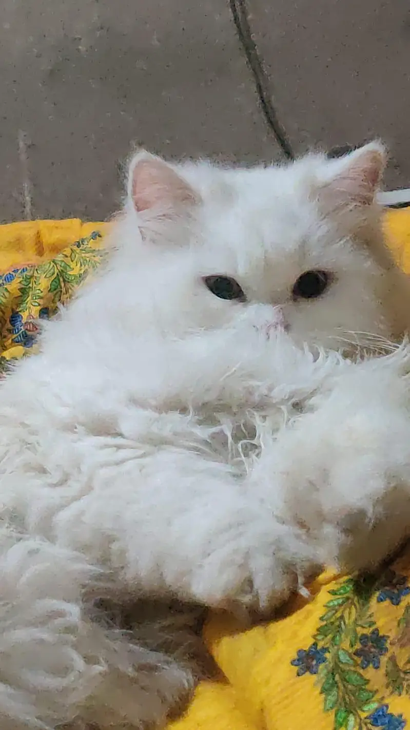 Female persian cats — photo 4