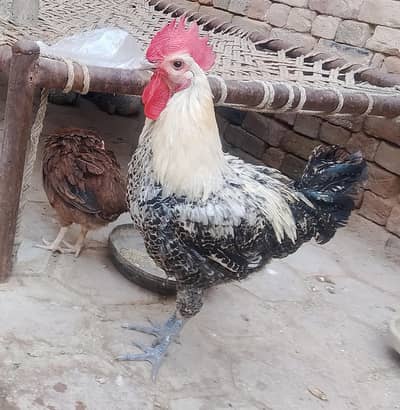 desi murga