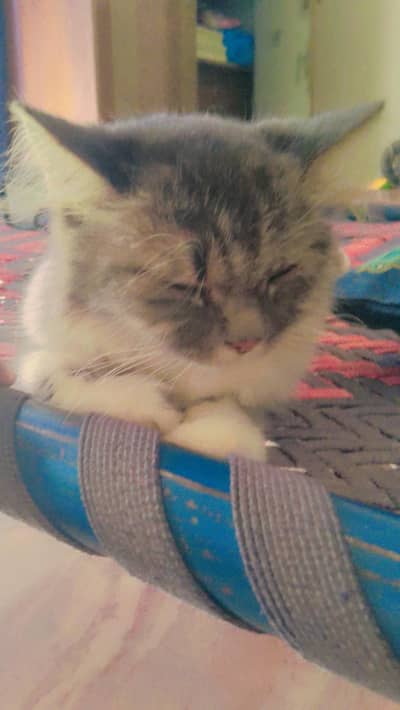 doll face Persian cat for sale