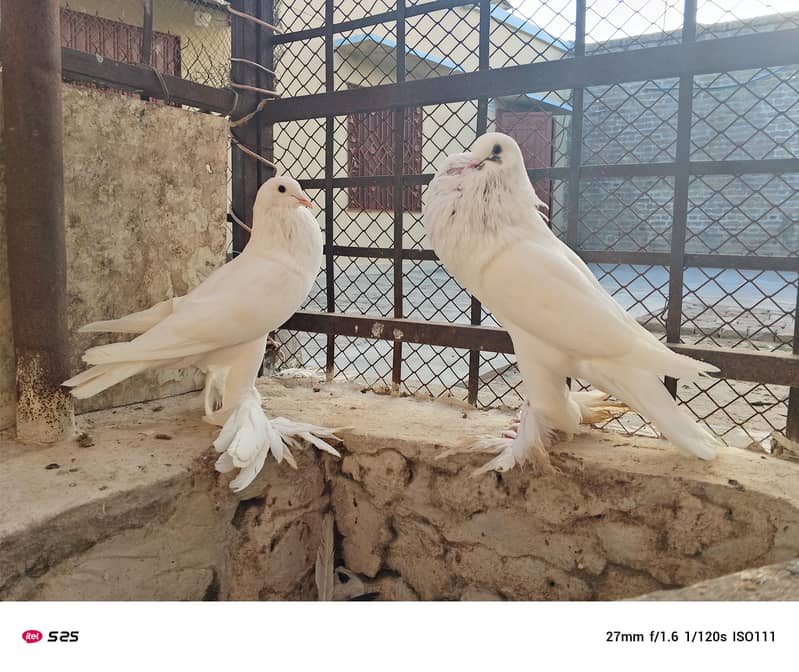 Gubara pegion 0