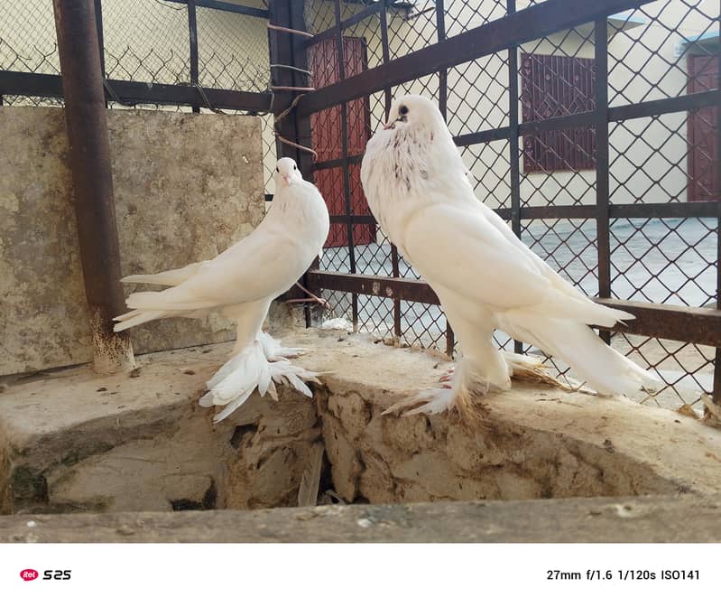 Gubara pegion 2