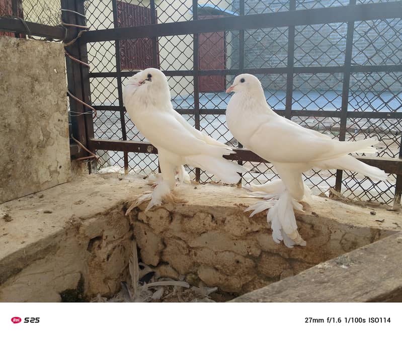 Gubara pegion 3