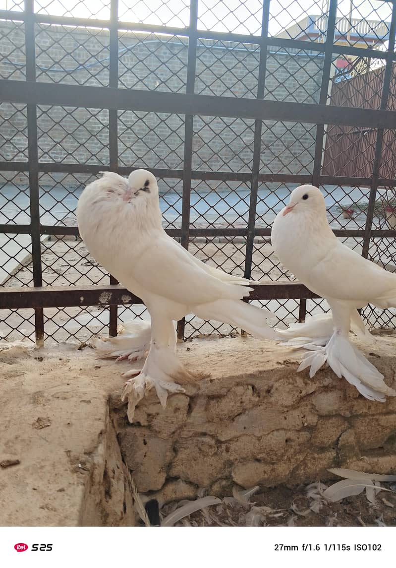 Gubara pegion 4