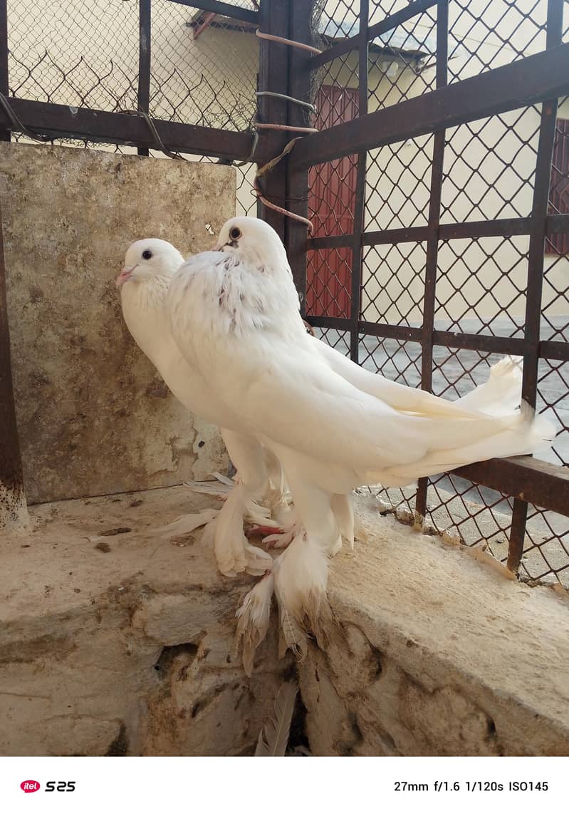 Gubara pegion 5