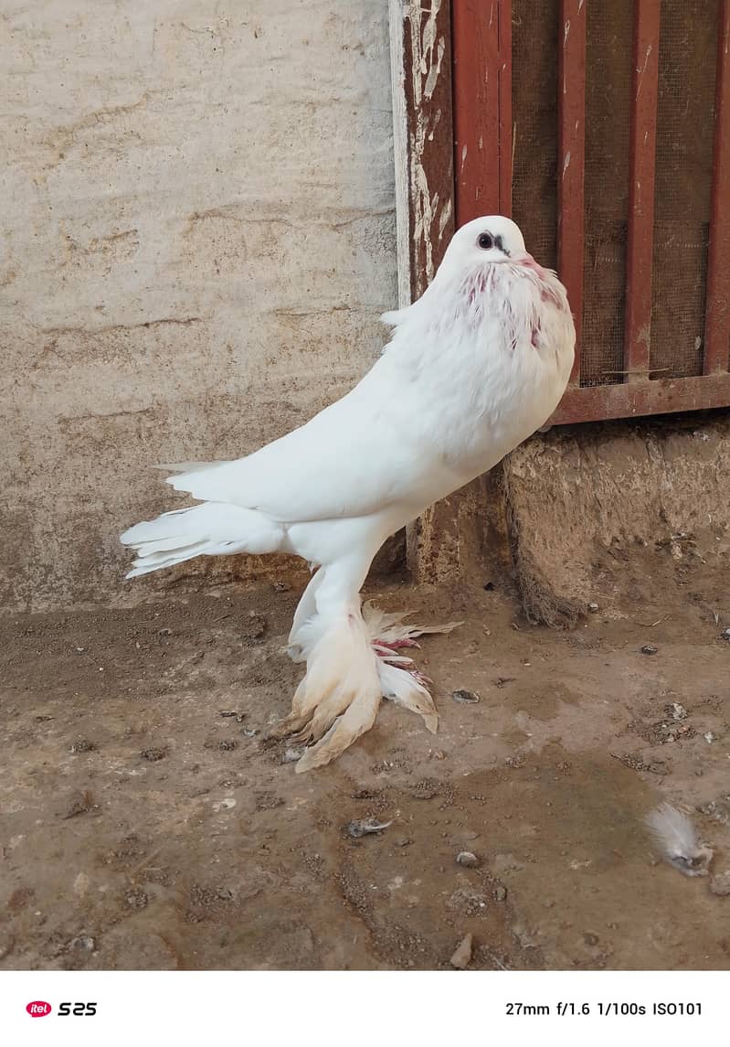 Gubara pegion 6