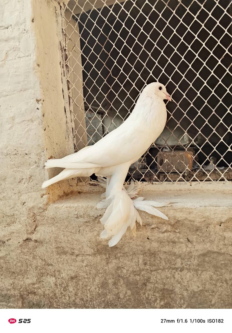 Gubara pegion 7