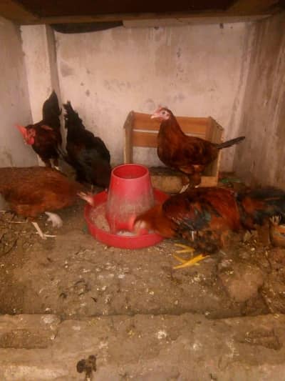 2 murgi 2 murga for sale