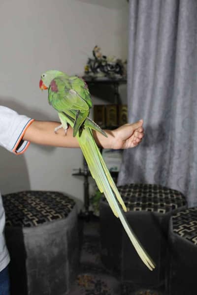 Talking Raw parrot