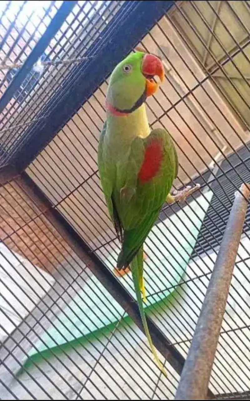 Talking Raw parrot — photo 2