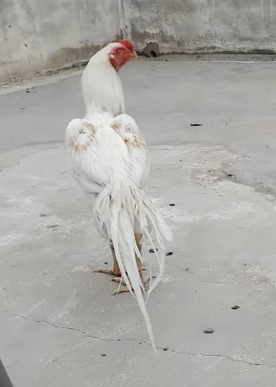 Parrot Beak Indian