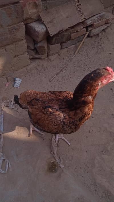 aseel murgi egg dy rahi ha