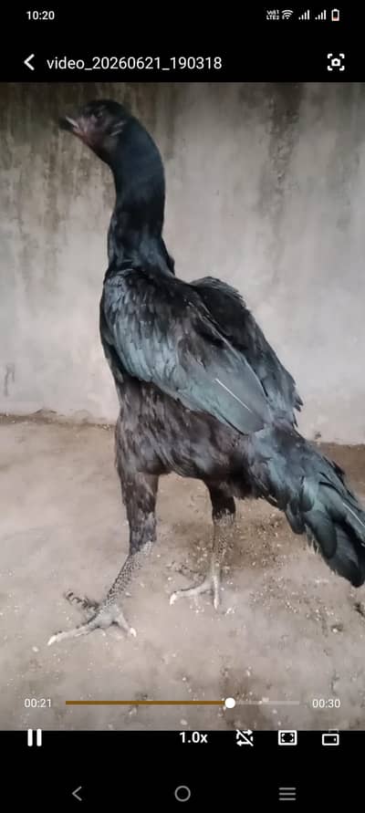 Pannas Pakoyi Pathiyan