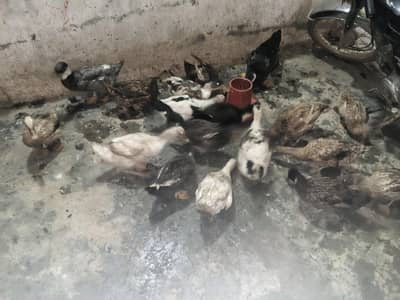 EGG LAYING DUCKS FOR SALE