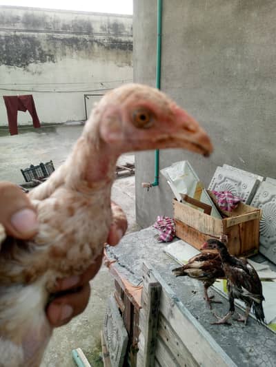 ,3 best quality chicks age 3 month