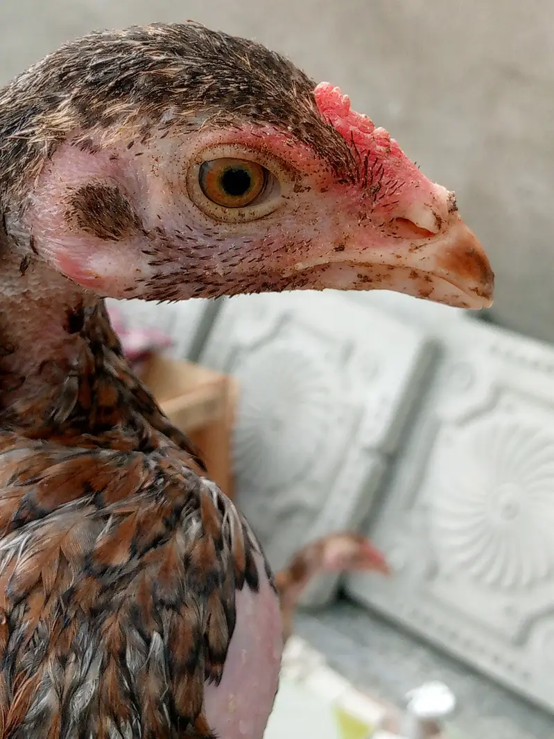 ,3 best quality chicks age 3 month mob#03217116186 — photo 2