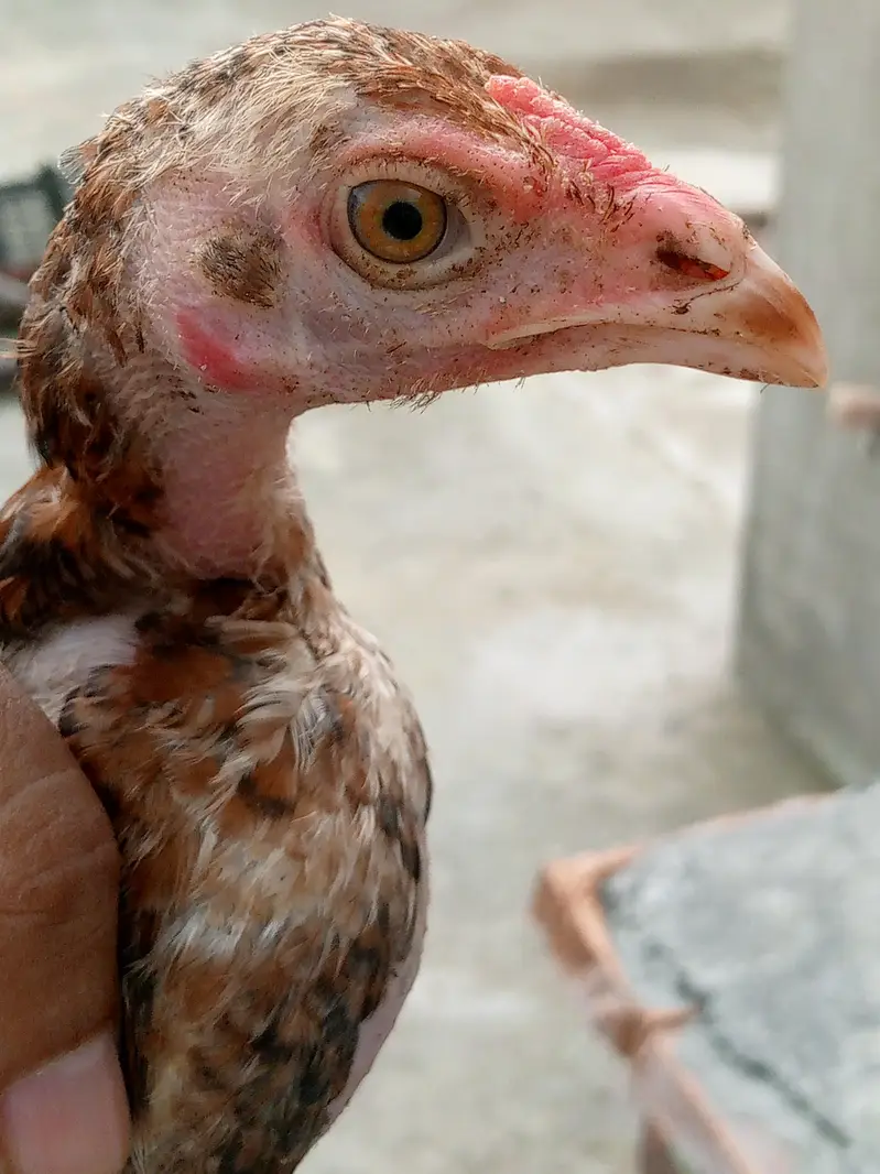 ,3 best quality chicks age 3 month mob#03217116186 — photo 3