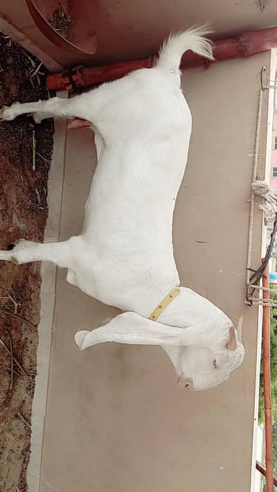 Gulabi bakri Full pointed