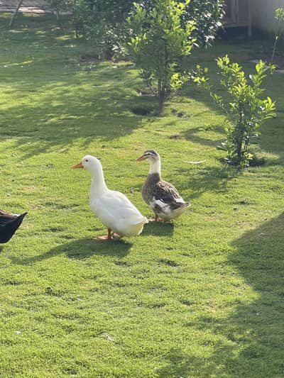 Ducks Available 3 Adult 6 Grower