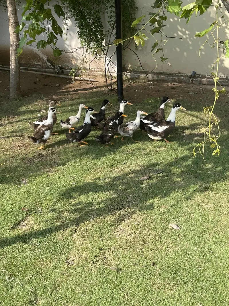 Ducks Available 3 Adult 6 Grower — photo 2
