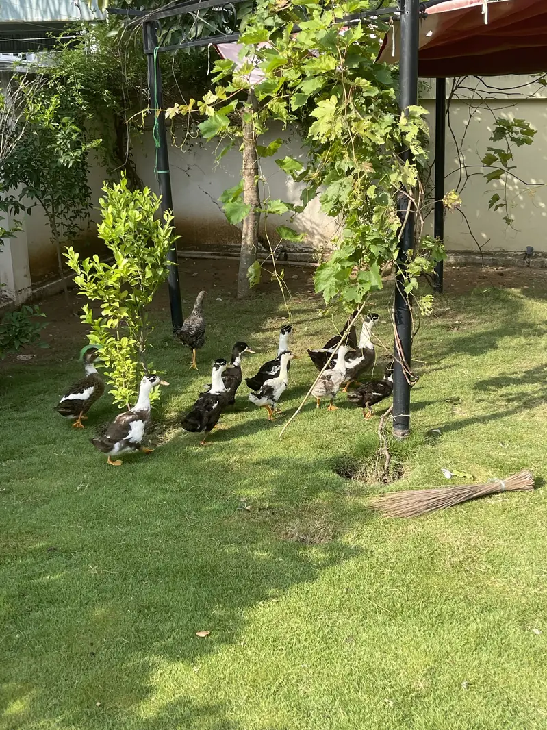 Ducks Available 3 Adult 6 Grower — photo 3