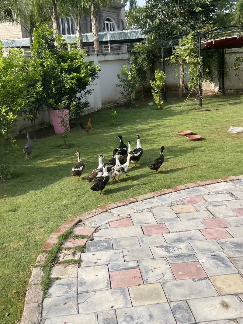Ducks Available 3 Adult 6 Grower — photo 4